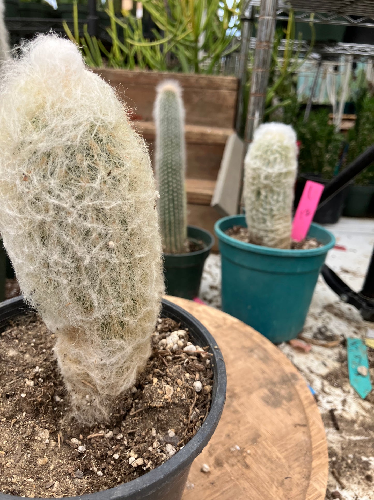 Espostoa lanata Old Man of the Mountain 6"Tall 7"Circumference #22G