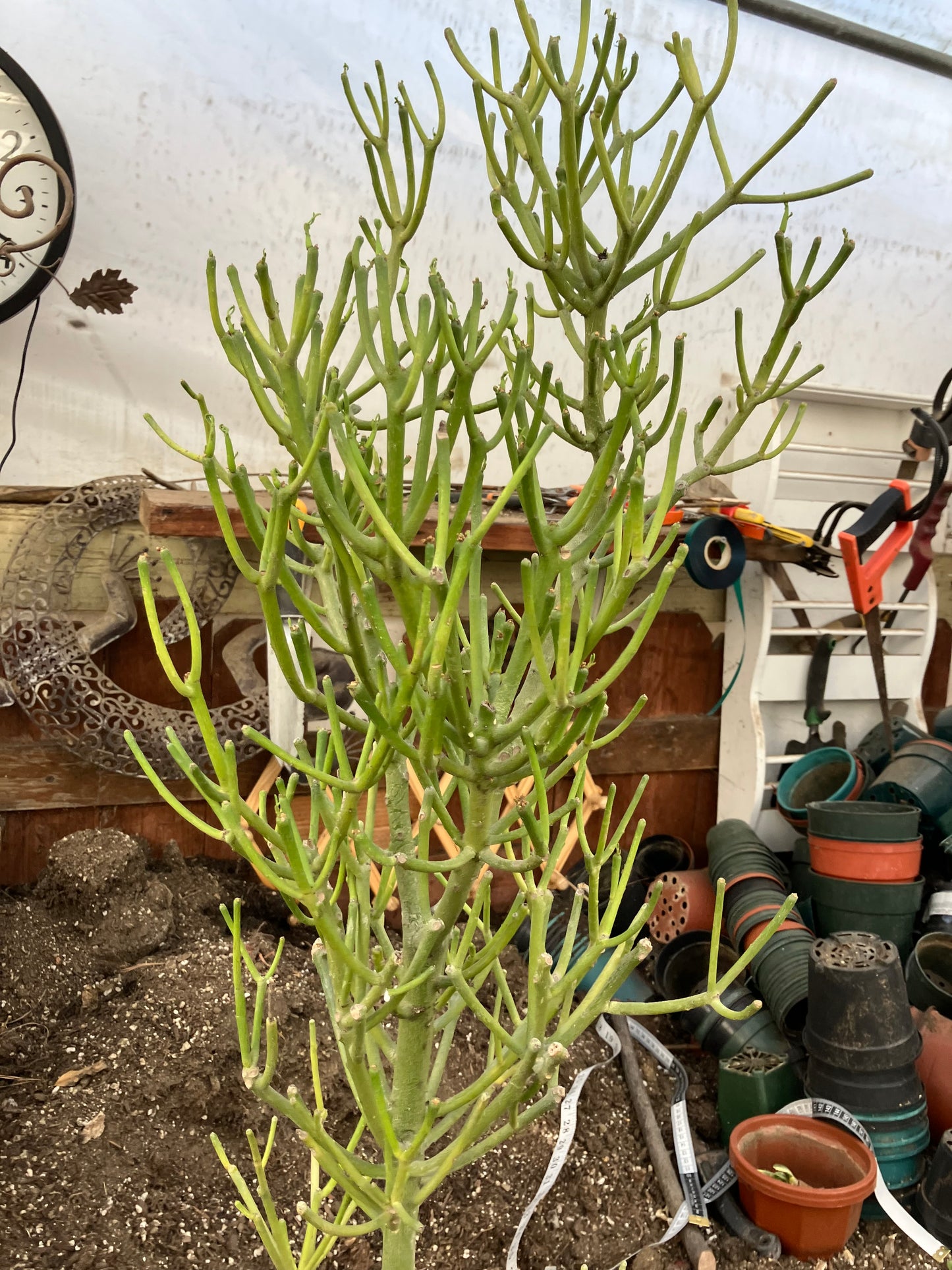 Euphorbia tirucalli Fire Stick 37"Tall 12"Wide #32G