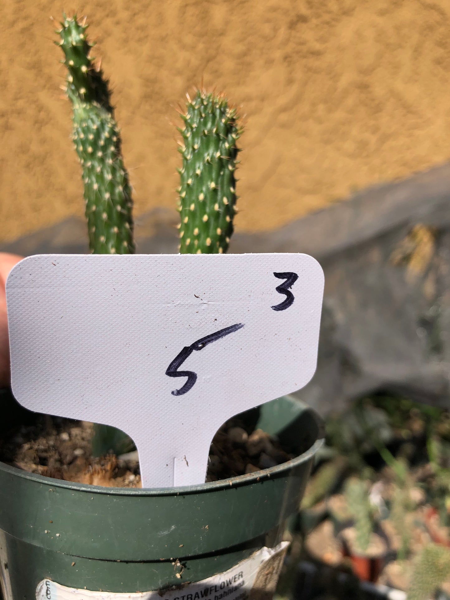 Cylindropuntia fulgida Cholla Boxing Glove Cactus Crest 5"Tall #3W