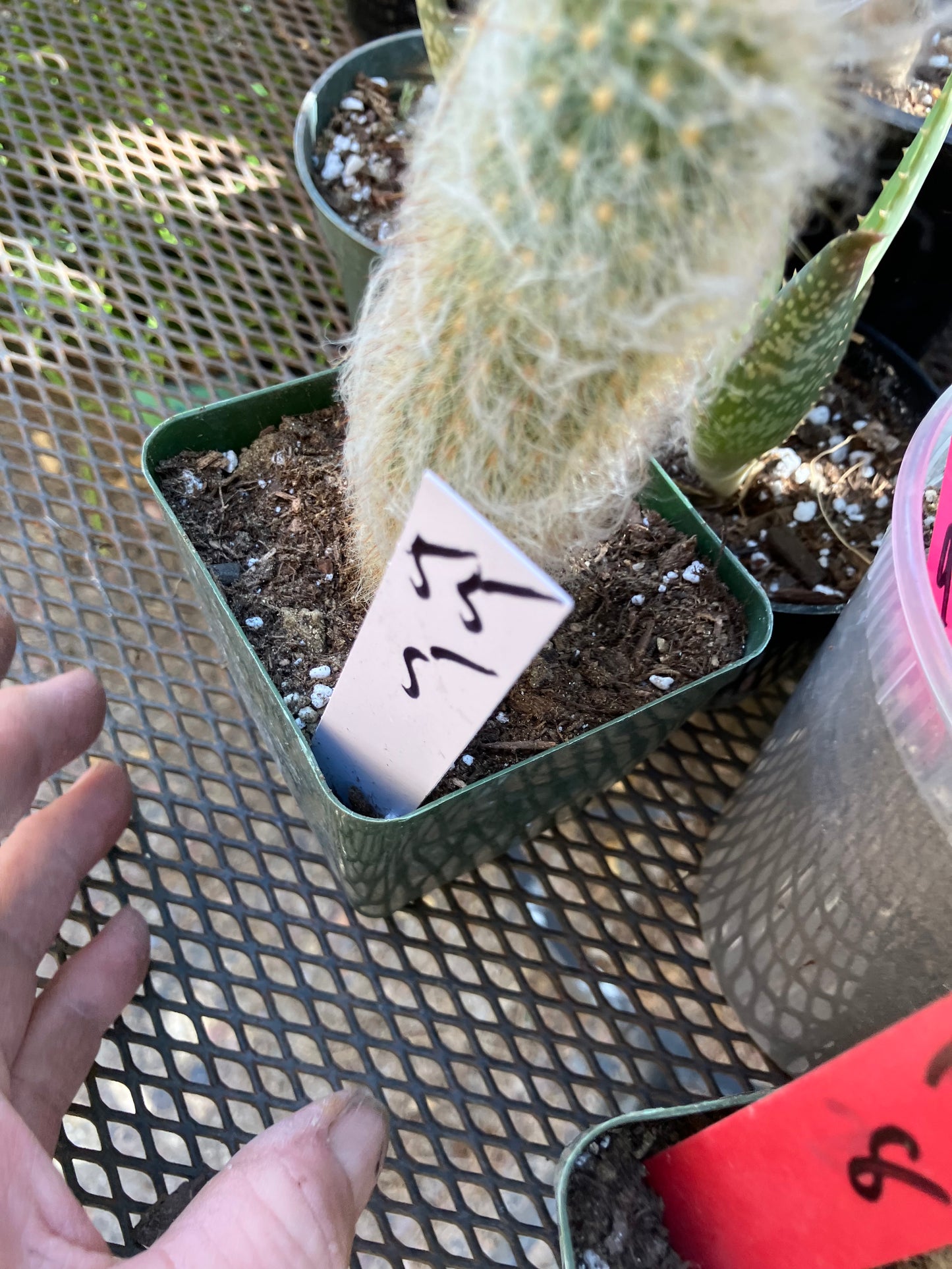 Austrocephalocereus dybowski cabega 5"Tall #55W Torch