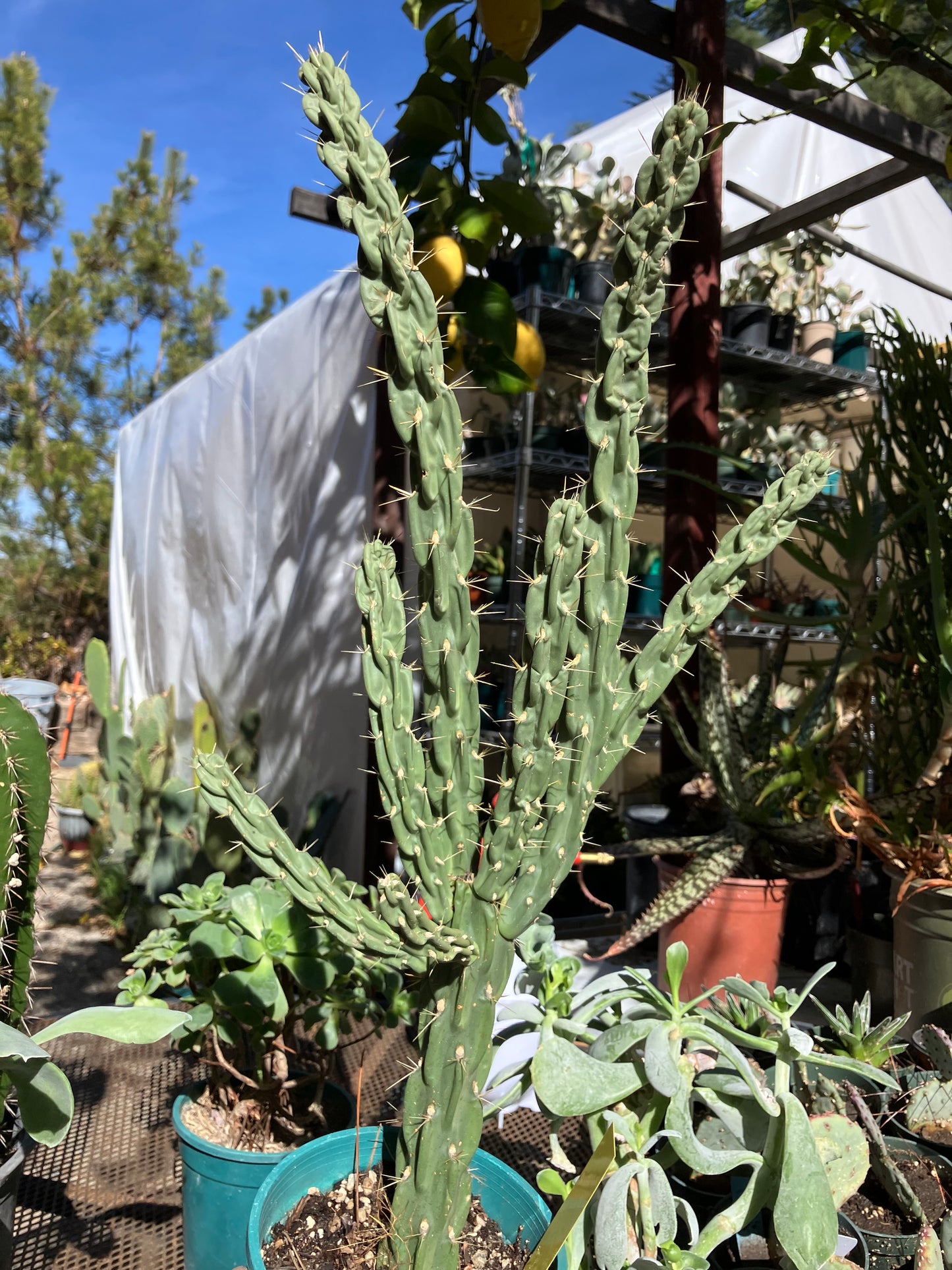 Cholla Cylindropuntia Buckhorn 27”Tall #27Y