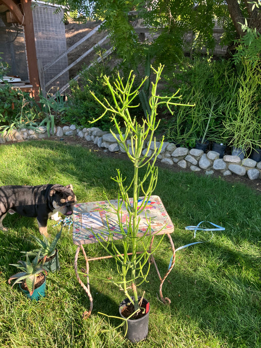 Euphorbia tirucalli Pencil Cactus/Succulent 45"Tall 13"Wide #145R