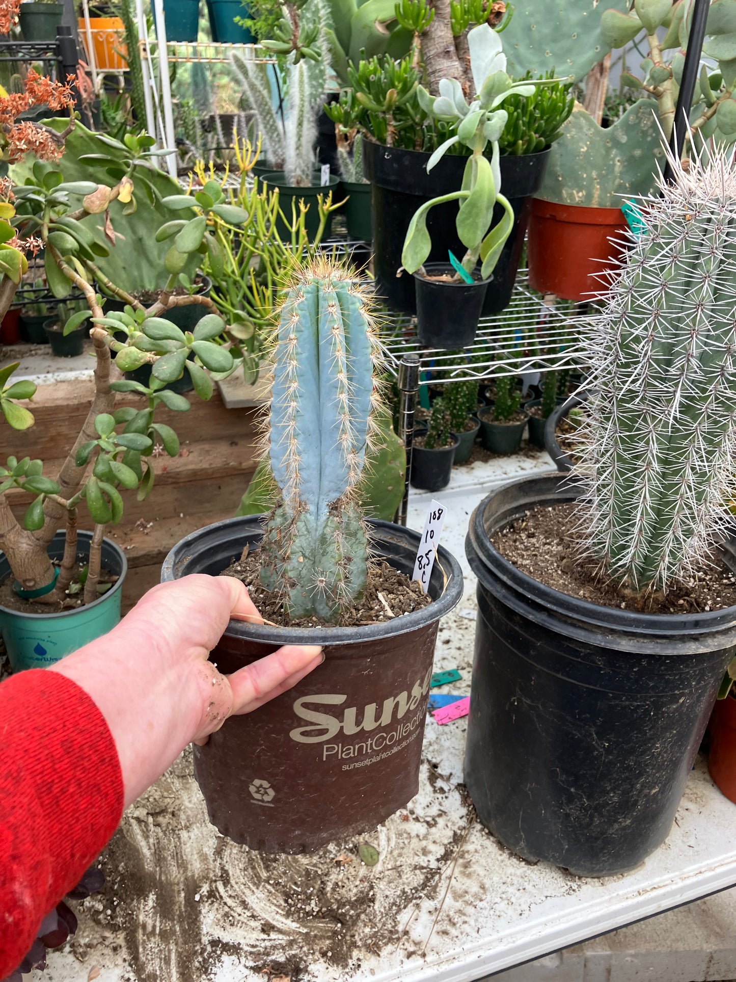 Pilosocereus Blue Azureus Cactus 10" Tall 8.5"Circumference #108W