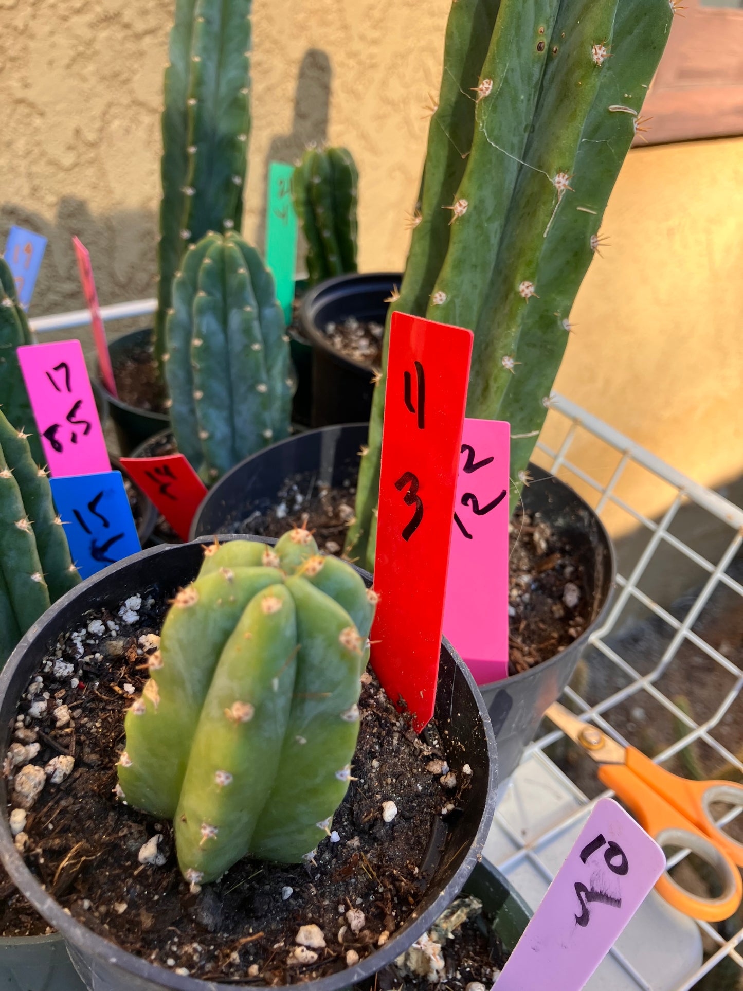 San Pedro Cactus - Trichocereus pachanoi 3"Tall #4R