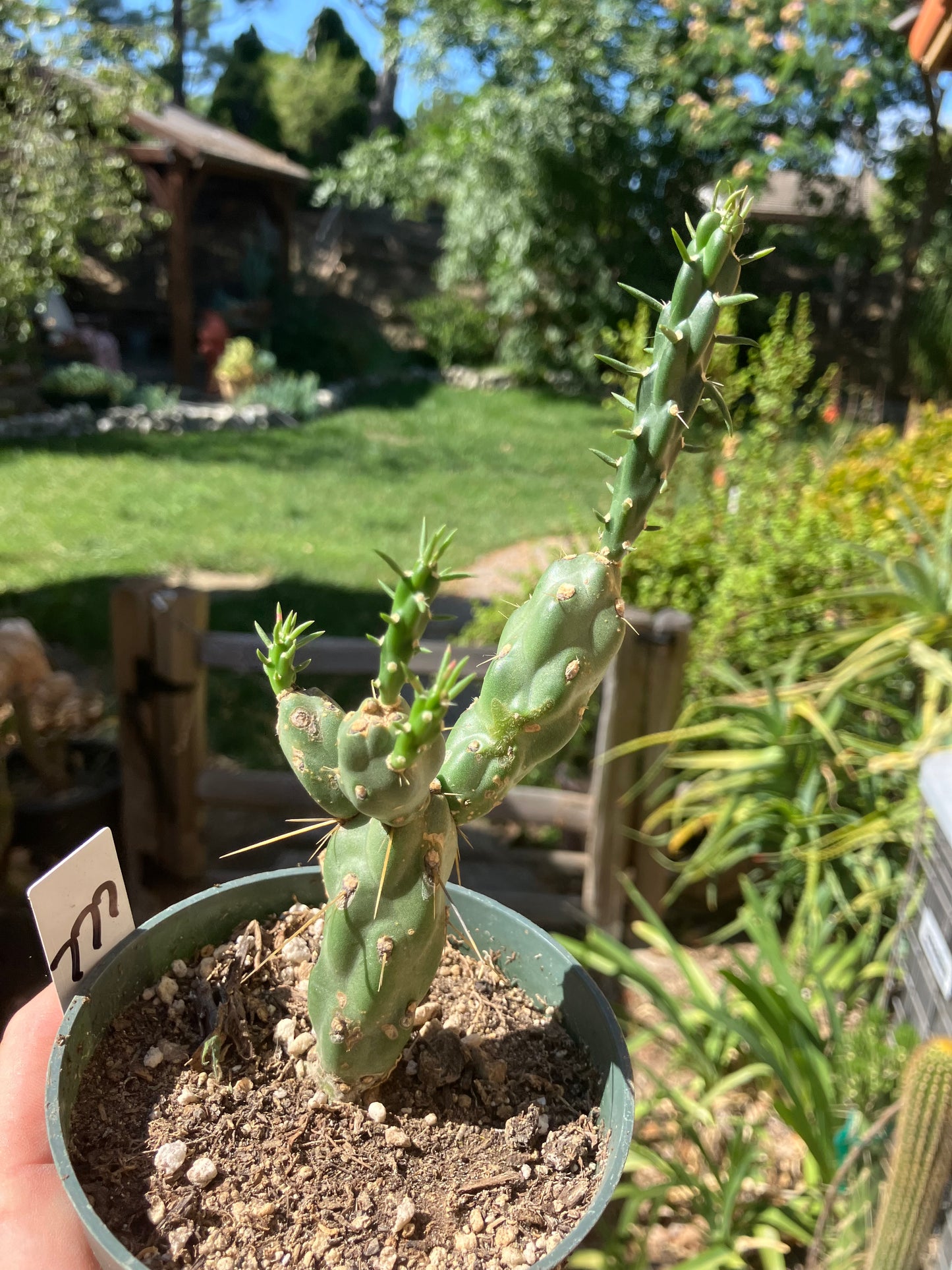 Cholla Cylindropuntia Buckhorn Cactus 7”Tall #777W