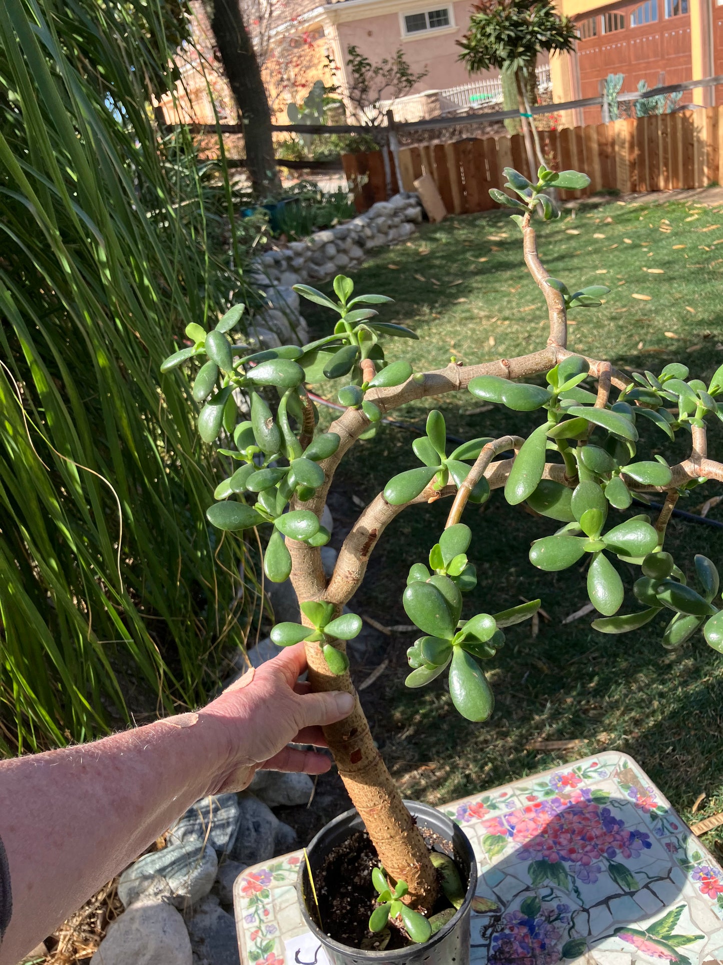 Crassula Ovata Money Jade 23”T 18W #3Y