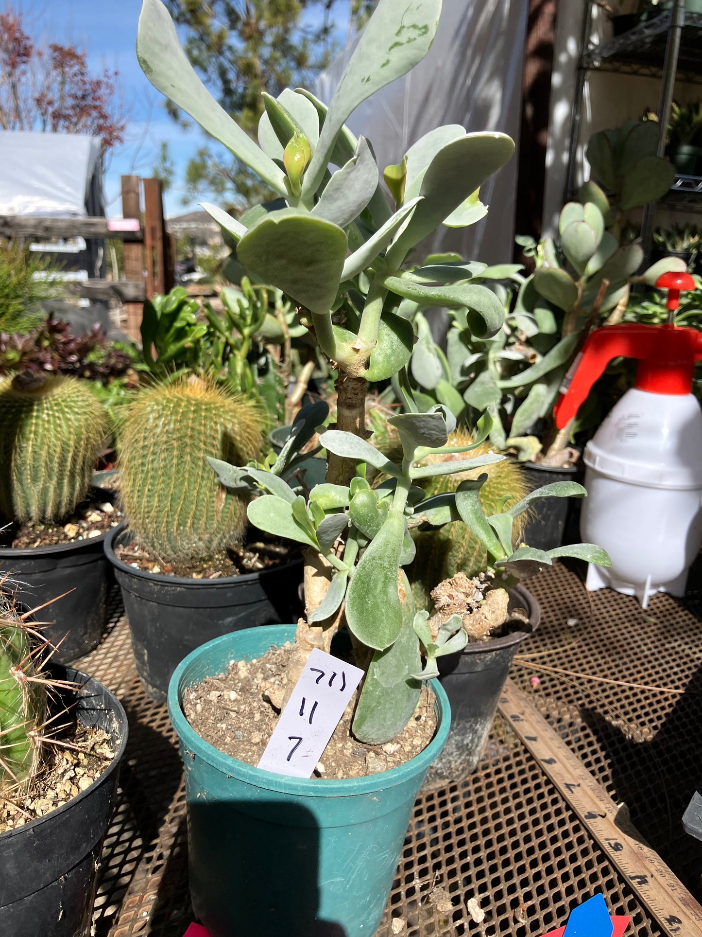 Cotyledon Silver Waves Succulent 11"Tall 7" Wide #711W