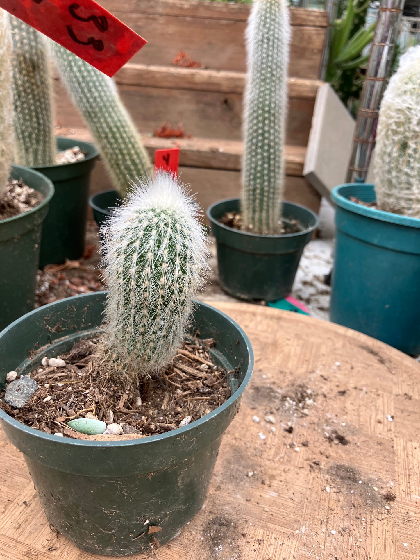 Oreocereus doelzianus Old Woman, Old Man Cactus 3"Tall #33R