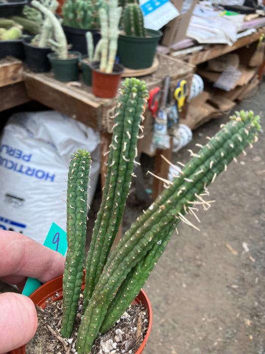 Euphorbia mammillaria GREEN Corn Cob 6"Tall #9G