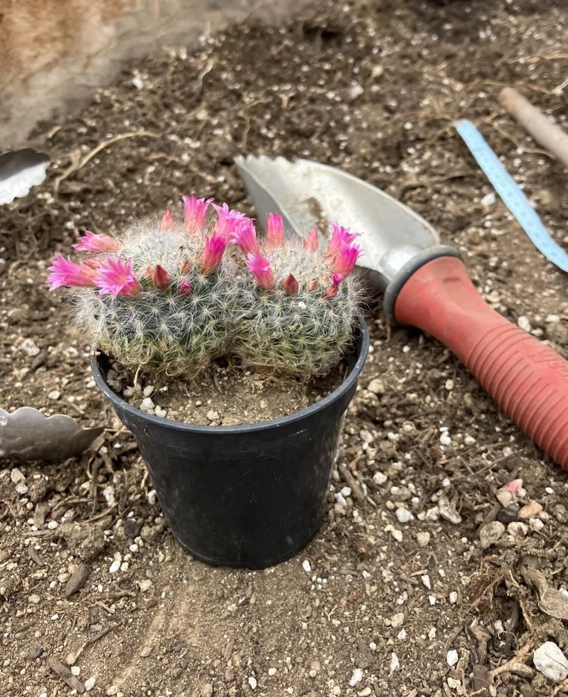 Mammillaria bocasana rosalviflora Powder Puff Cluster 2.5"W #60G"This Plant"