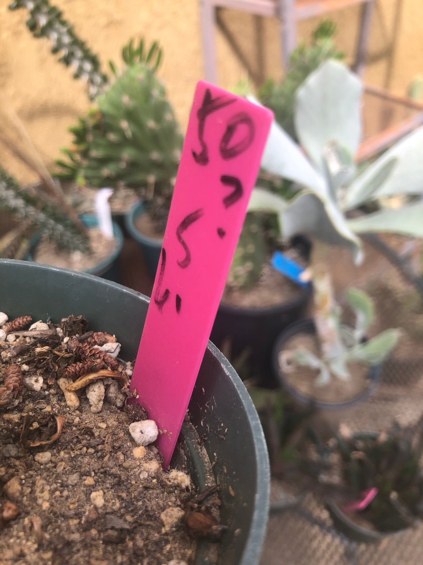 Cholla Cylindropuntia  Buckhorn 6.5Tall #50P