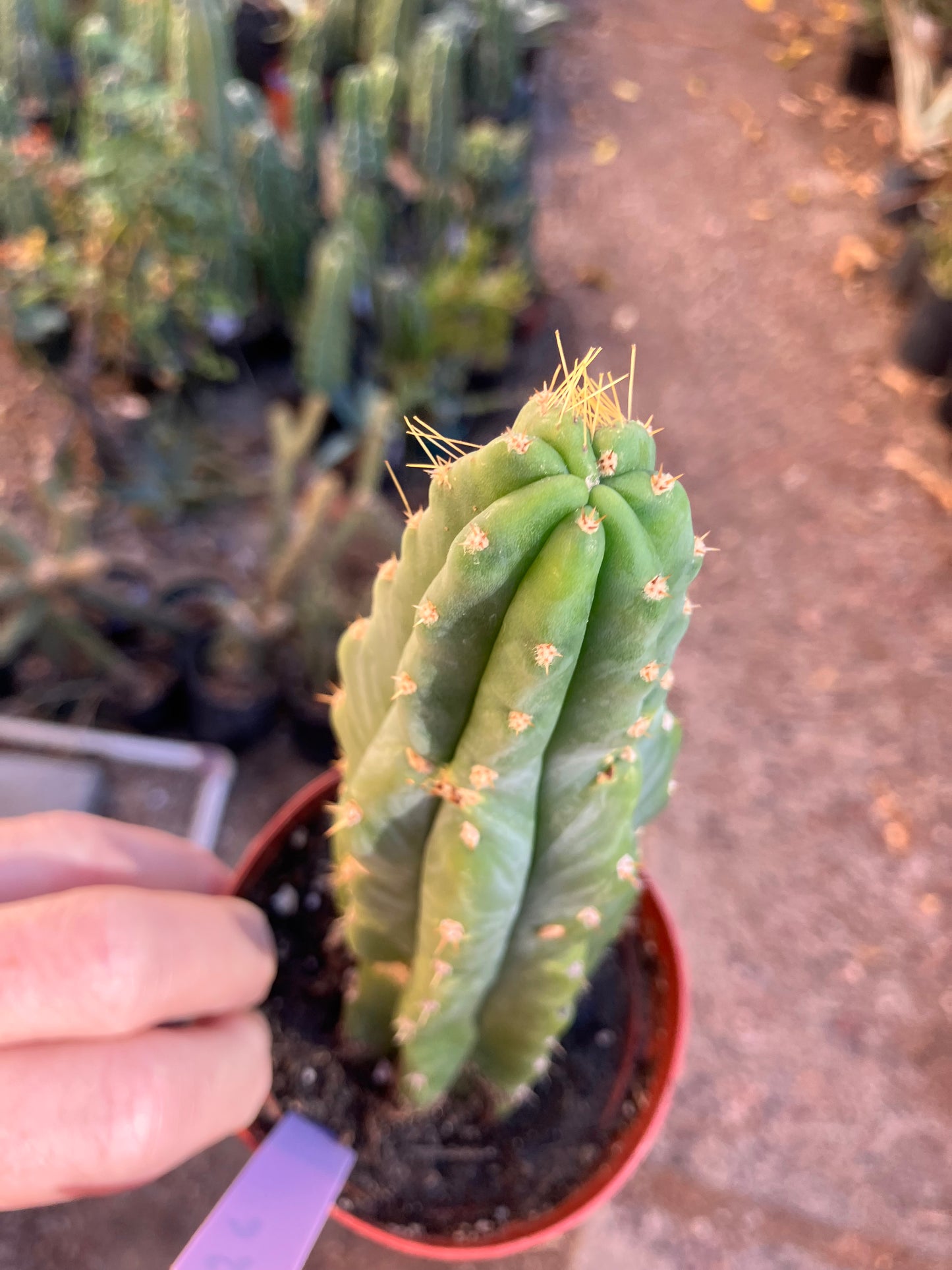 San Pedro Cactus - Trichocereus pachanoi 7"Tall #4p