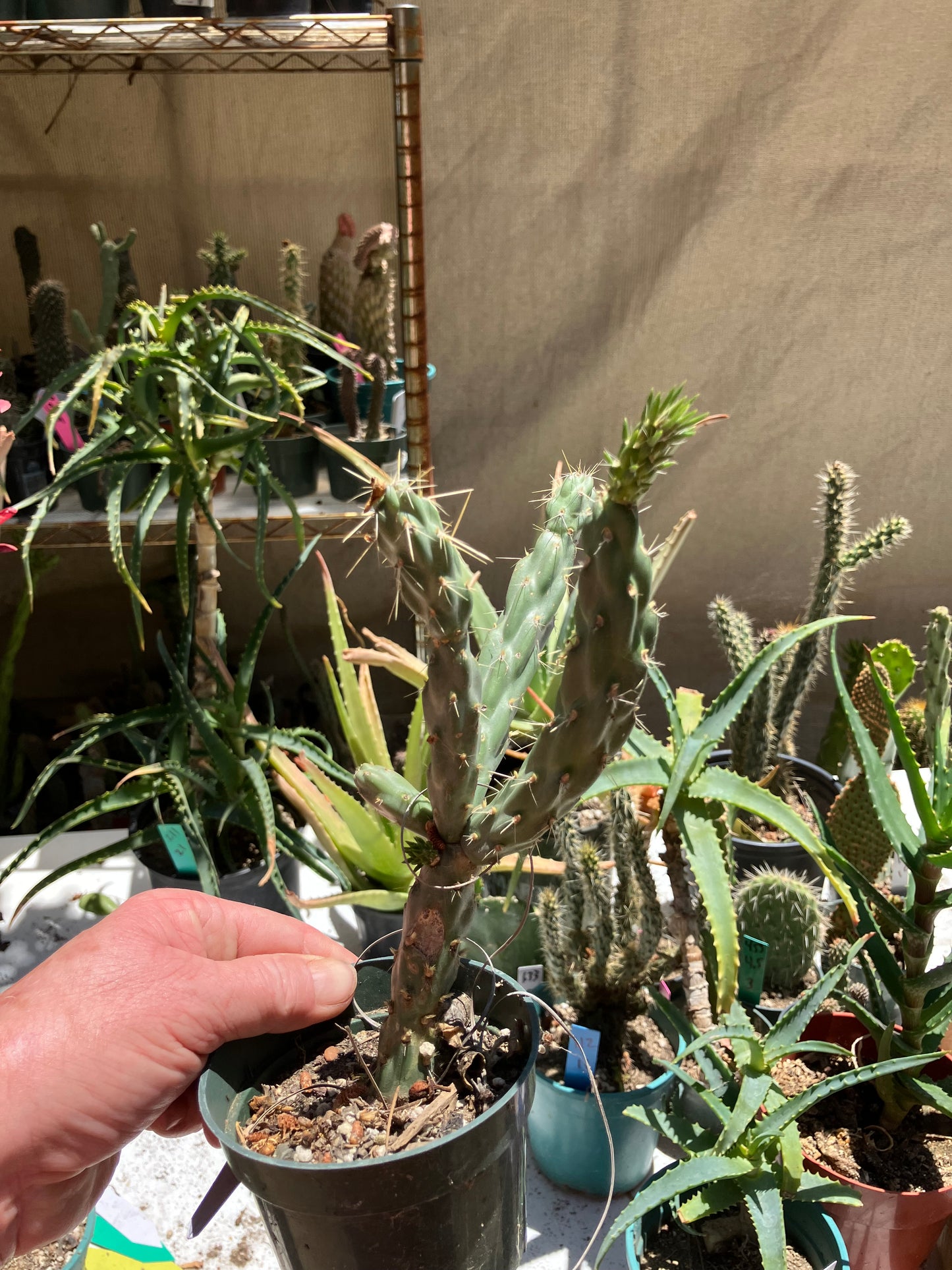 Cholla Cylindropuntia Buckhorn Cactus 7.5”Tall #75W