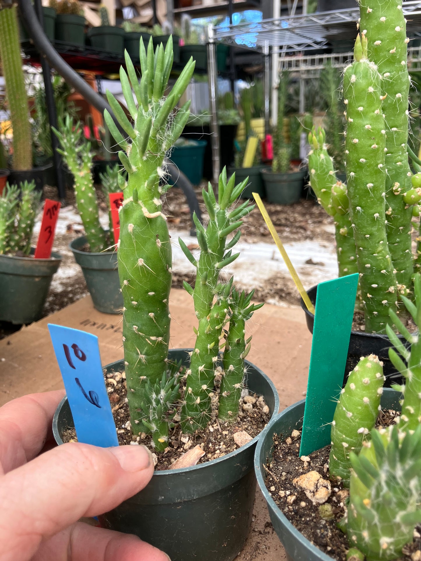 Austrocylindropuntia Cactus Gumbi Mini Eve's Needle 6"Tall #10B