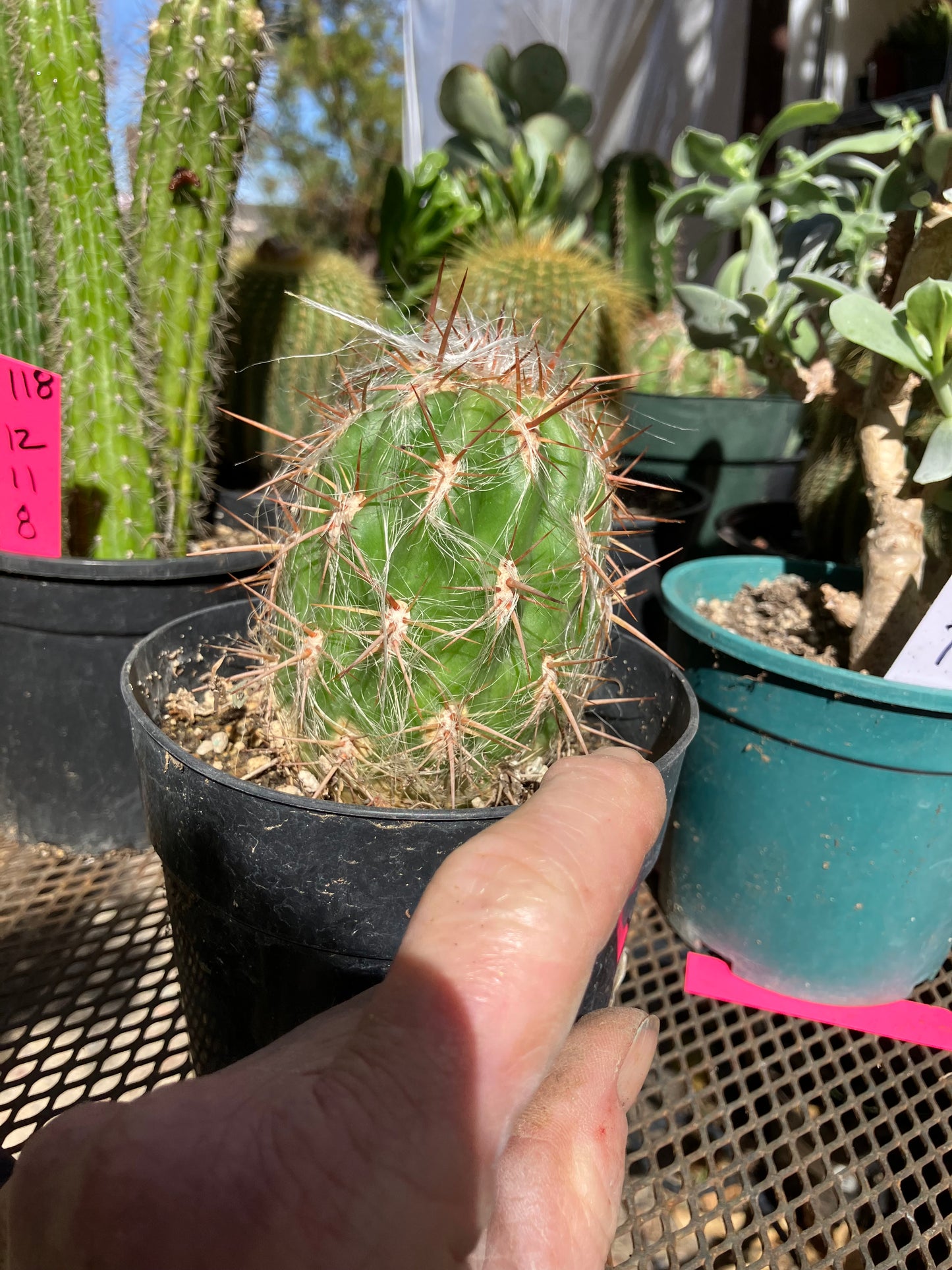 Oreocereus Old Man Andes 4"Tall 3"Wide 11"Circumference #1143P