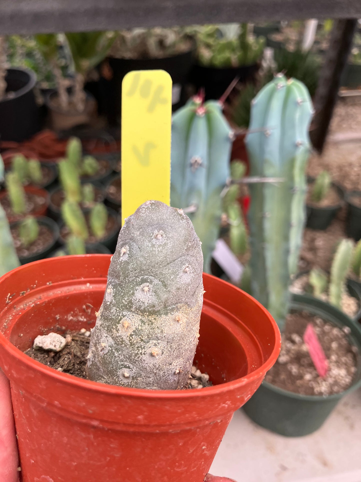 Pine Cone Cactus Tephrocactus~ articulatus var. diadematus Pinecone 2”Tall #401Y
