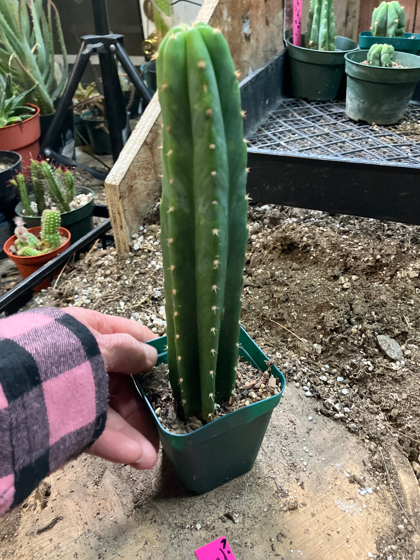 San Pedro Cactus - Trichocereus pachanoi 8.5"Tall #721P