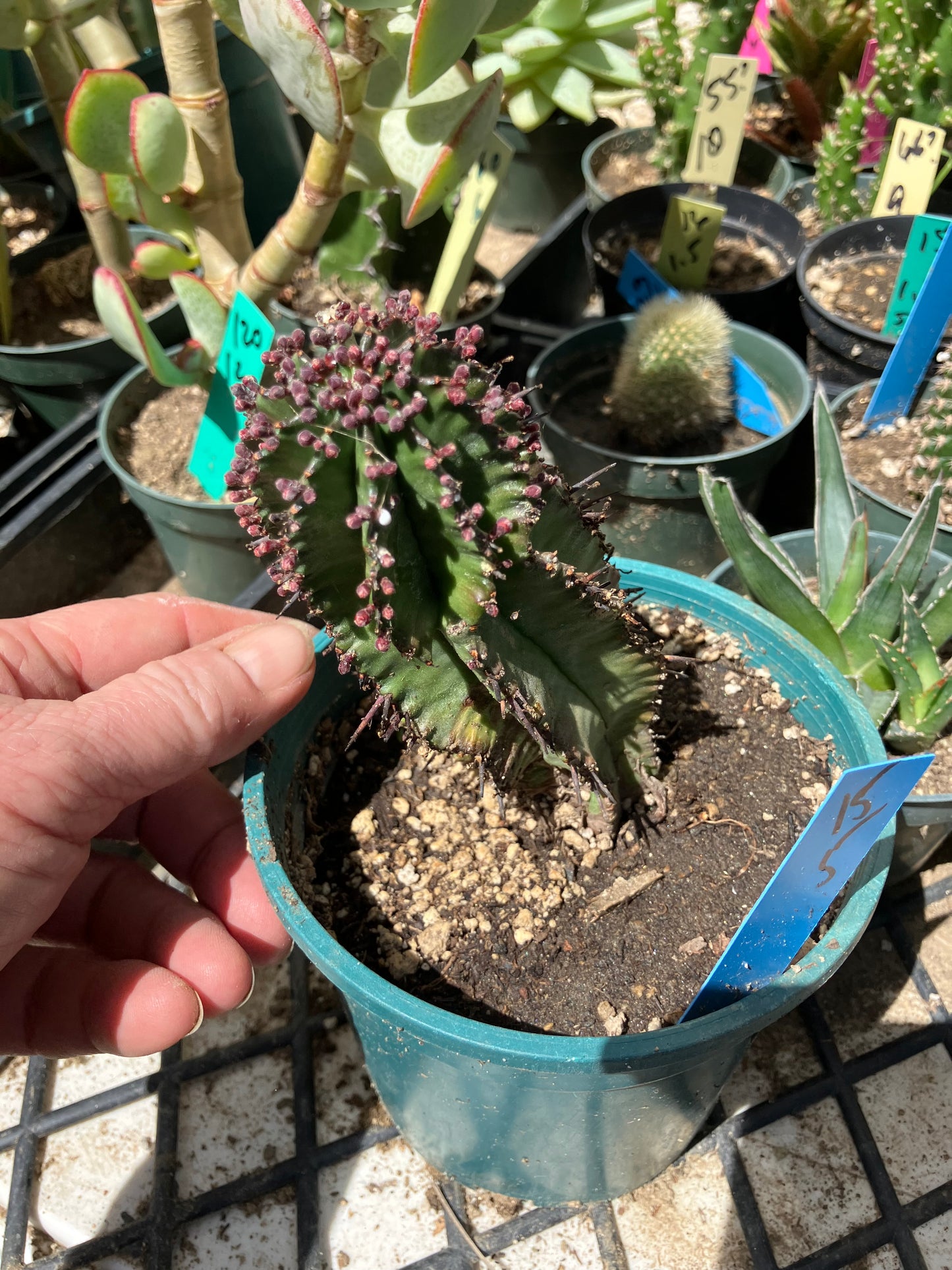 Euphorbia anoplia Green Tanzanian Zipper 5"Tall #15B