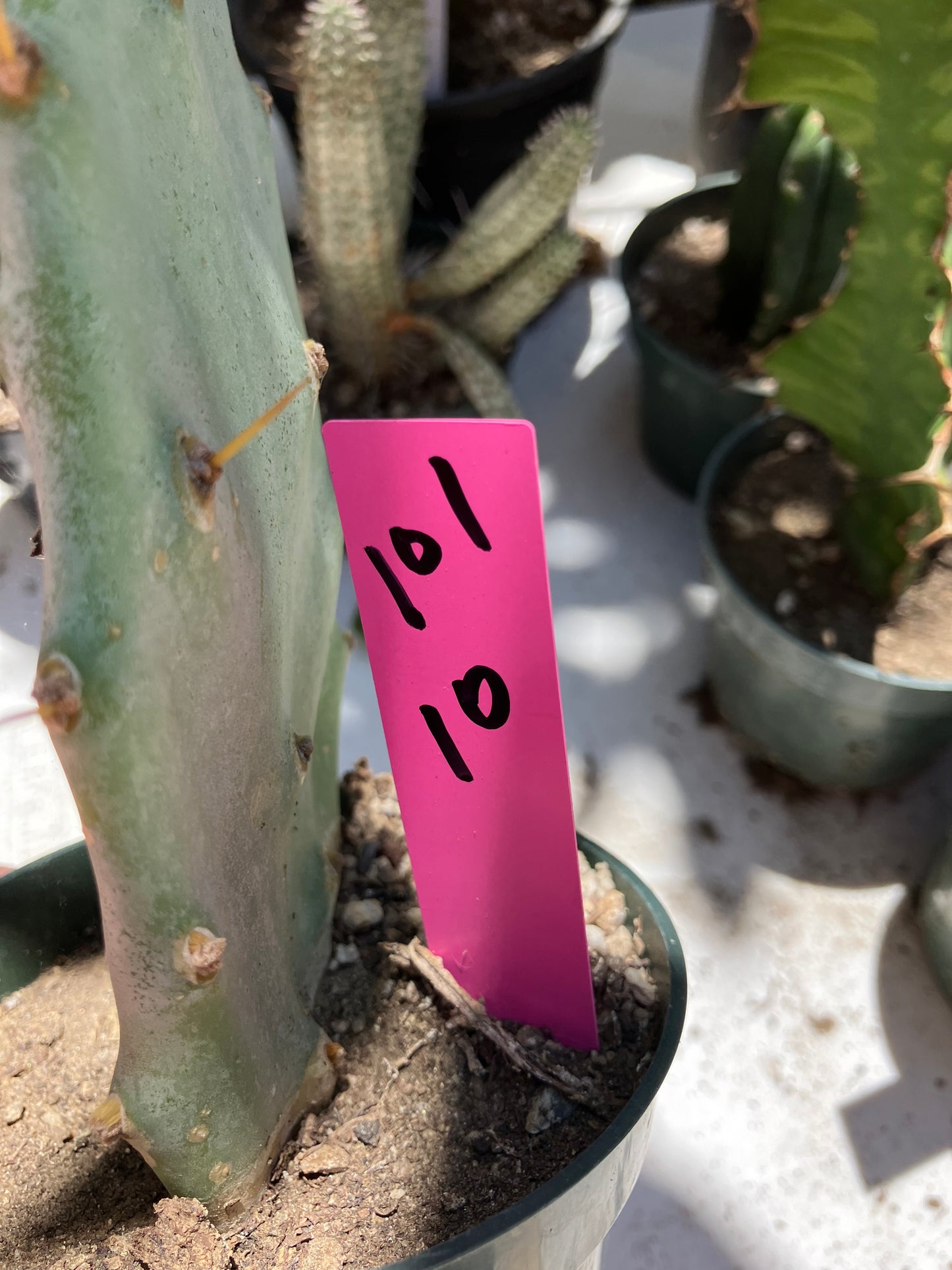 Opuntia Hybrid Cartwheel  "Hybrid Prickly Pear" 10"Tall #101P