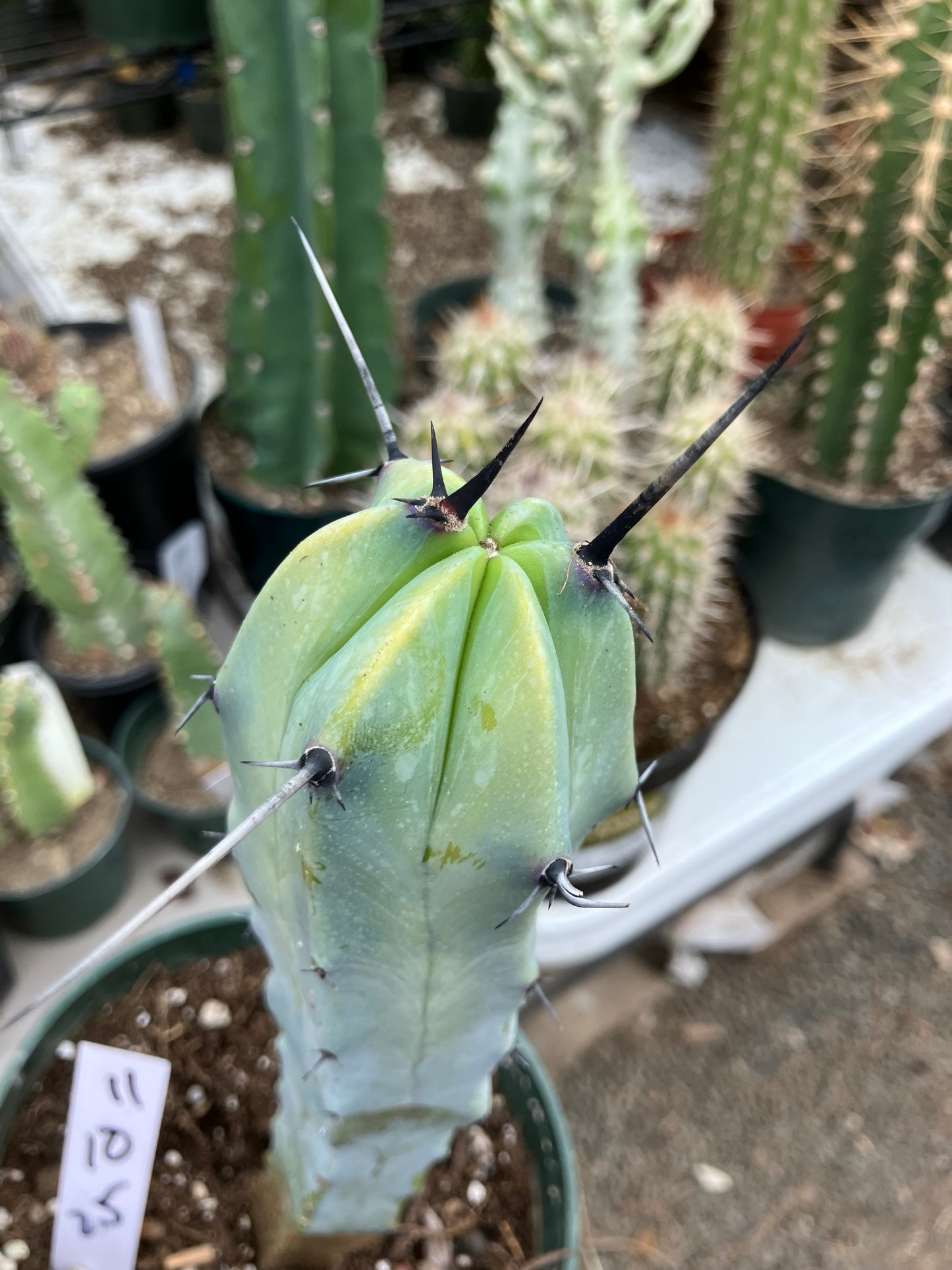 Myrtillocactus cochal Candelabra Cactus 11"Tall 2.5" Wide #11W