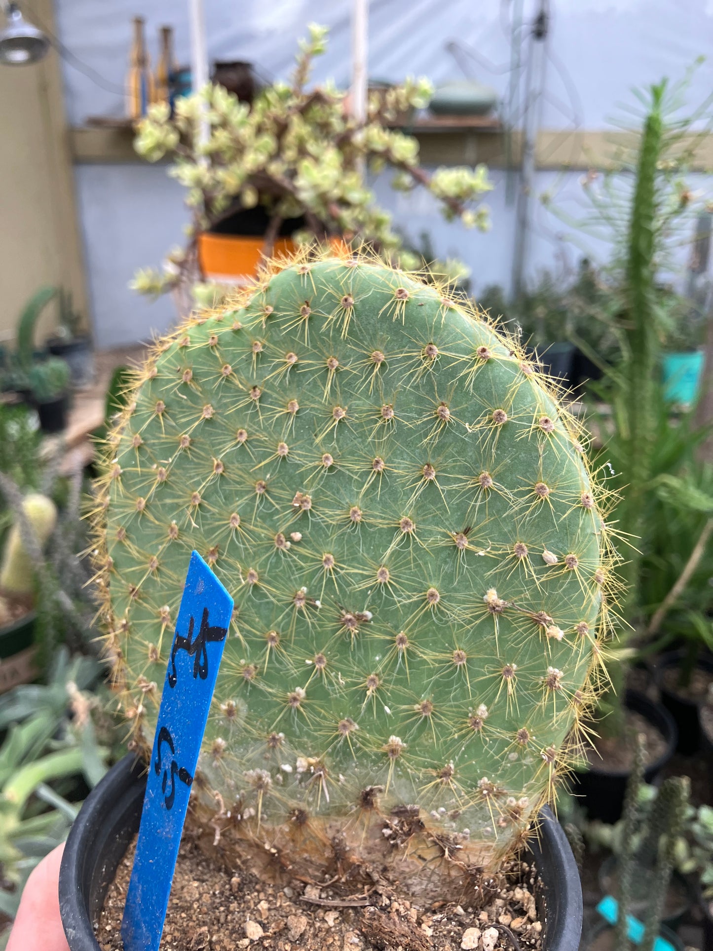 Opuntia scheerii Prickly Pear 5.5"Tall #545B