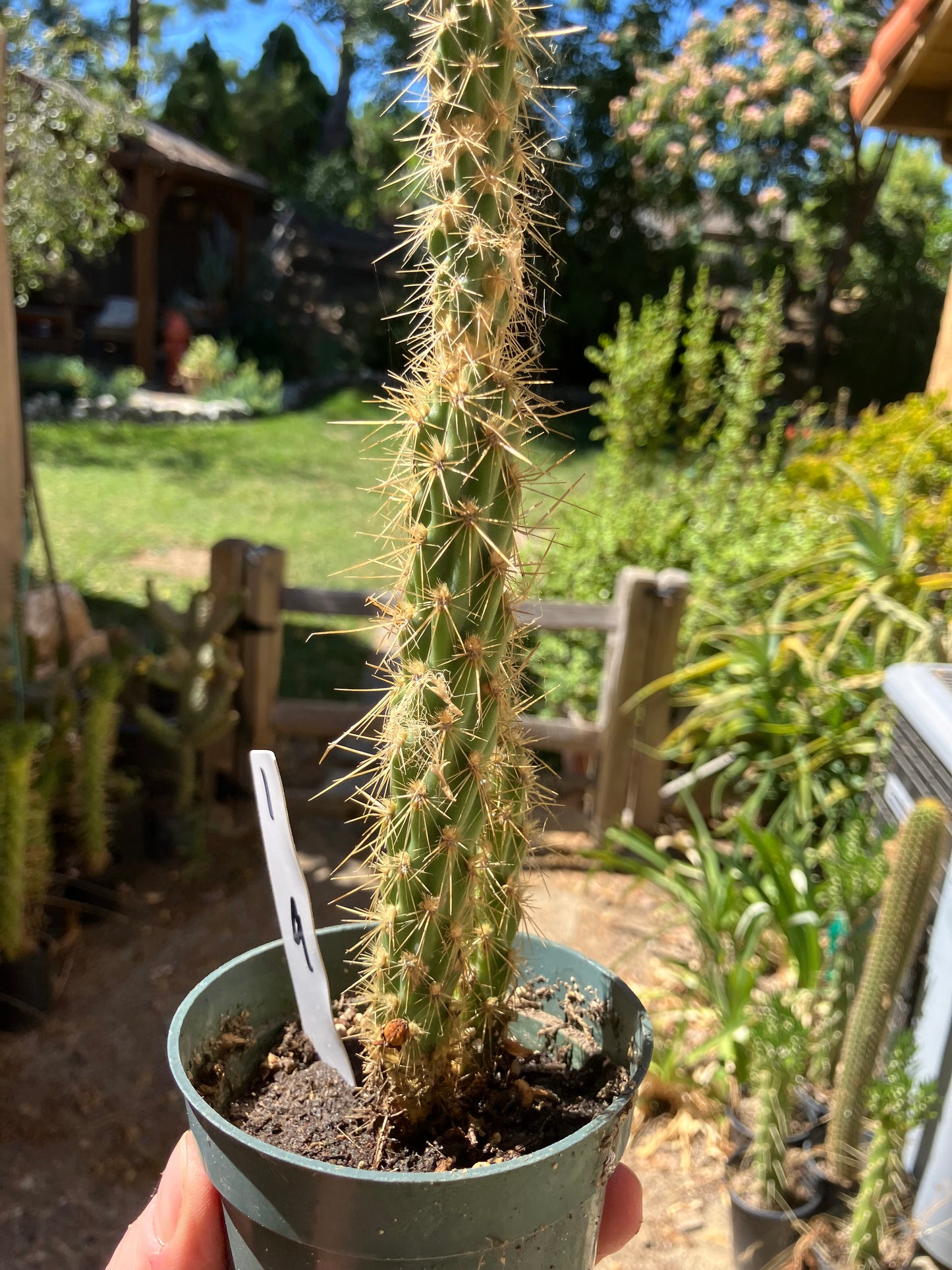 Cholla Cylindropuntia Buckhorn Cactus 10”Tall #1W