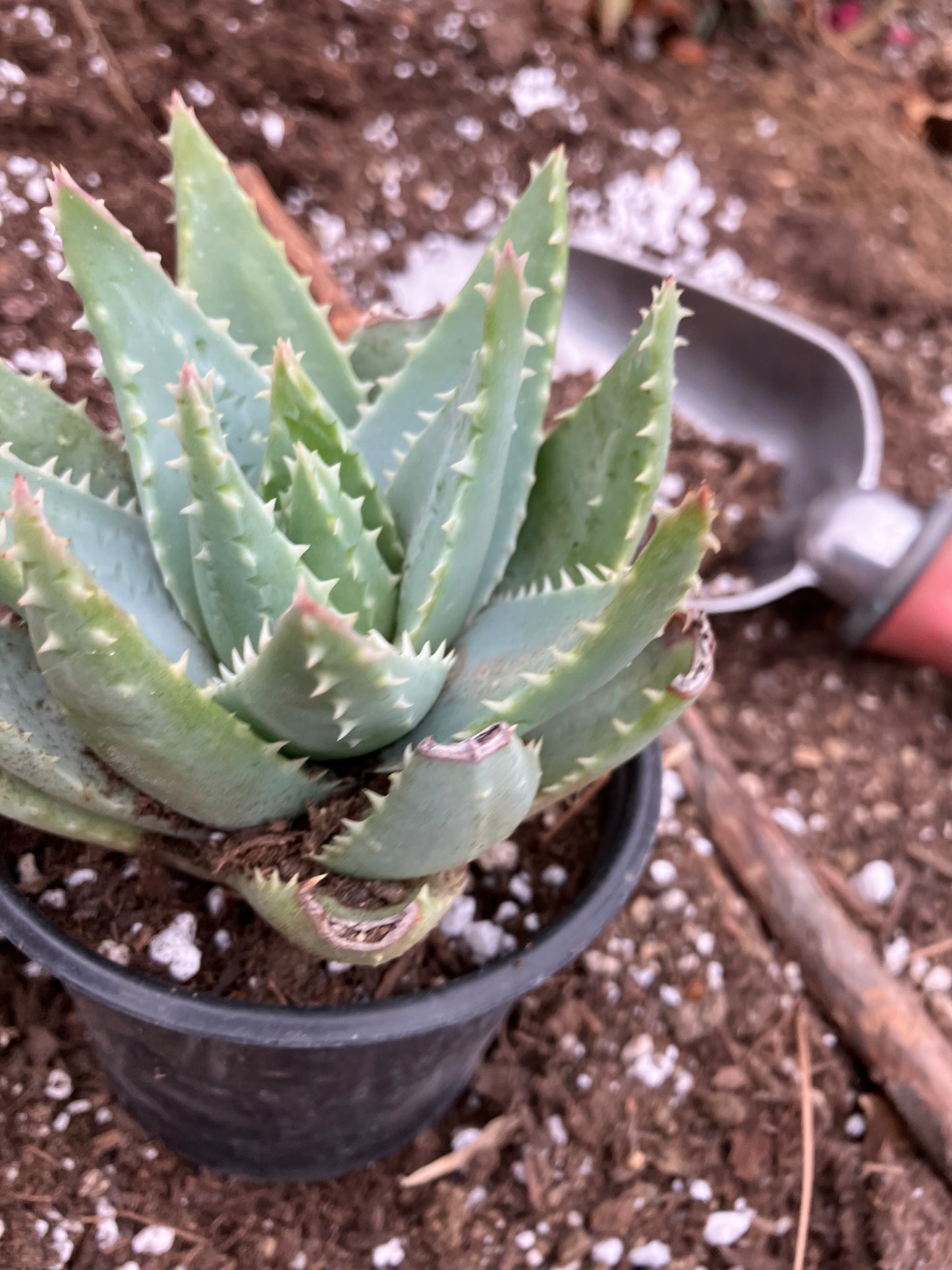 Aloe Brevifolia Short Leaf Aloe Succulent 5" Wide #18B