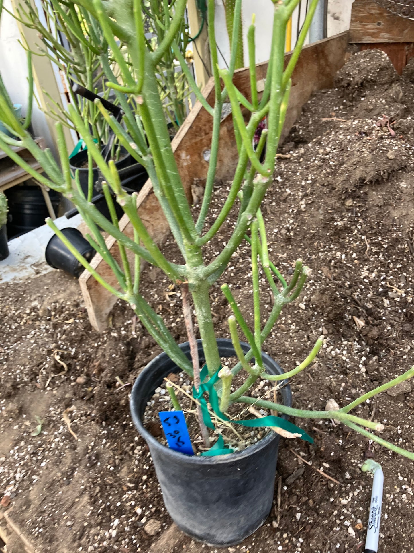 Euphorbia tirucalli Fire Stick 30"Tall 15"Wide #53B