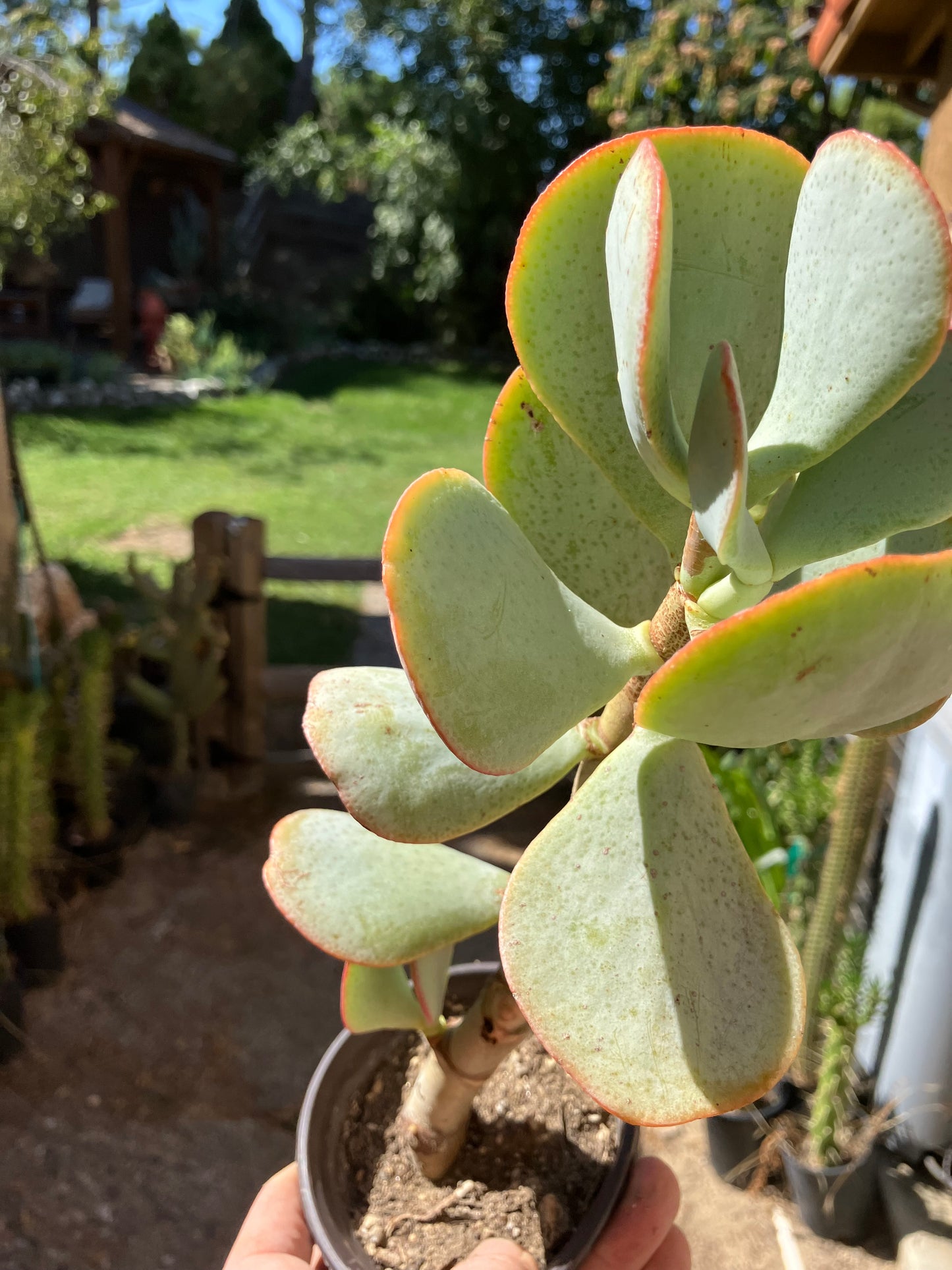 Crassula arborescens Silver Dollar 10"Tall #10B