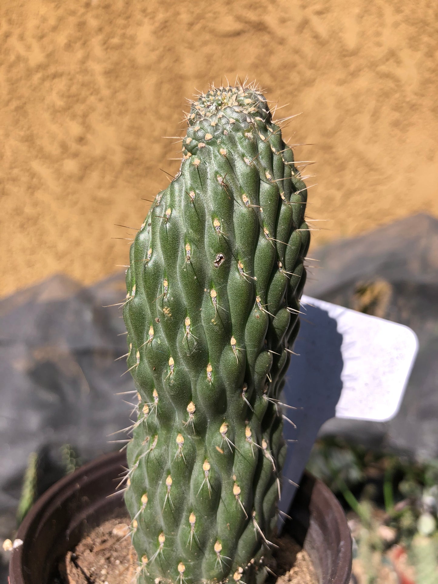 Cylindropuntia fulgida Cholla Boxing Glove Cactus Crest 3"Tall #W