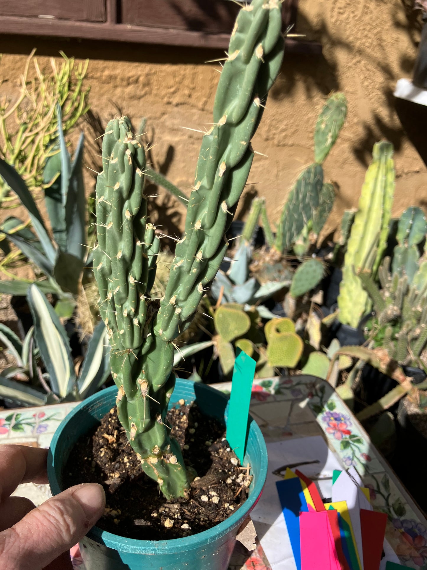 Cholla Cylindropuntia Buckhorn Cactus 11”Tall #111g
