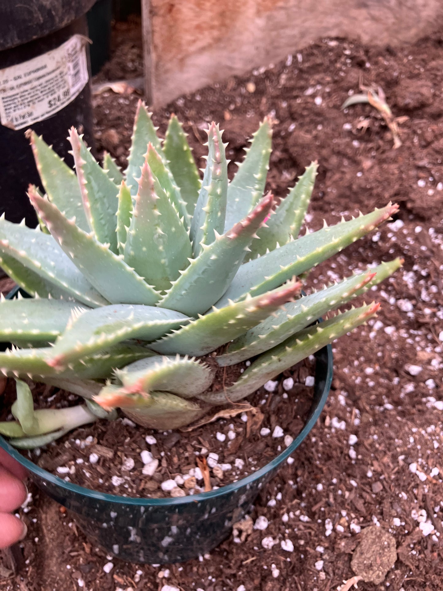 Aloe Brevifolia Short Leaf Aloe Succulent 5"Tall 7" Wide #30P