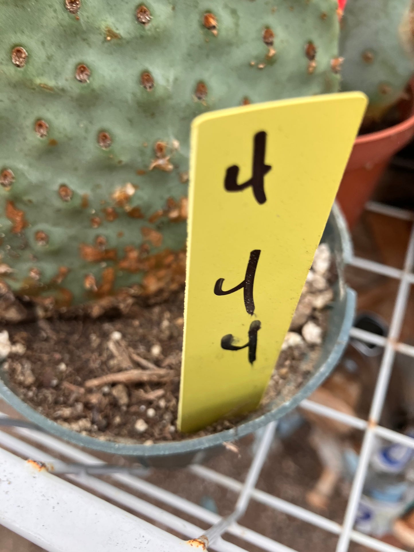 Opuntia ‘Orange Chiffon’ 4”Tall 4”Wide #4Y