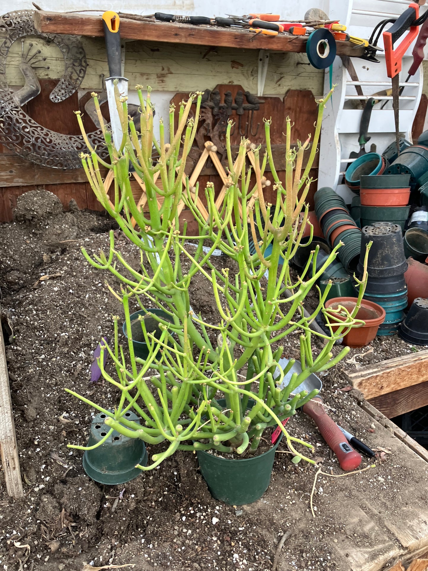 Euphorbia tirucalli Fire Stick 38"Tall 21"Wide #1R