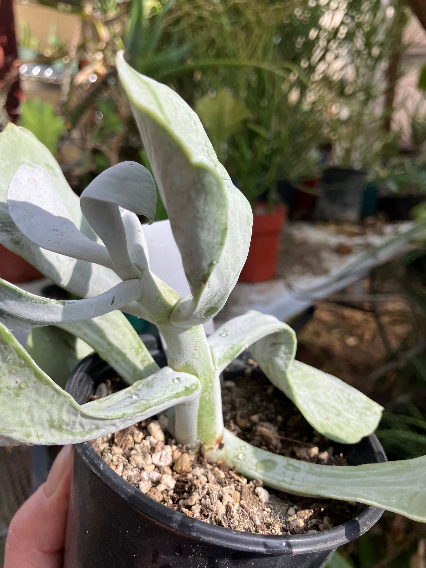 Cotyledon Silver Waves Succulent 5.5"Tall #27W