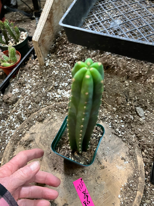 San Pedro Cactus - Trichocereus pachanoi 8.5"Tall #721P