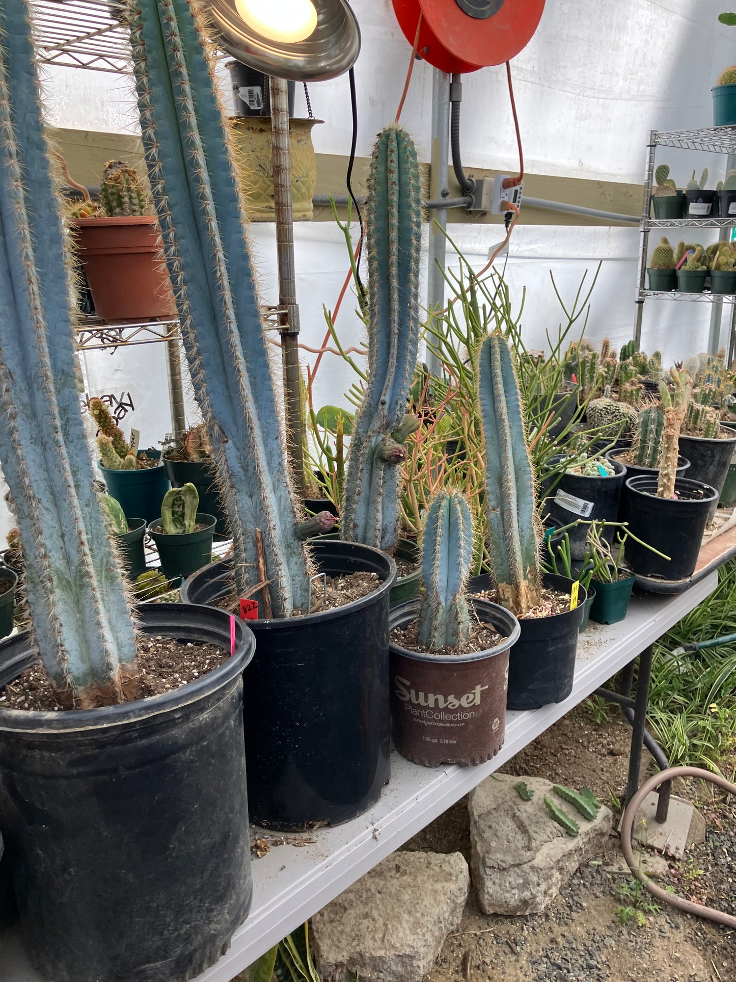 Pilosocereus Blue Azureus Cactus 31" Tall 11.25"Circumference #311P
