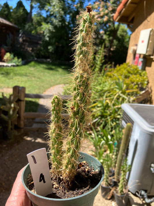 Cholla Cylindropuntia  Buckhorn  Cactus 10”Tall #1W
