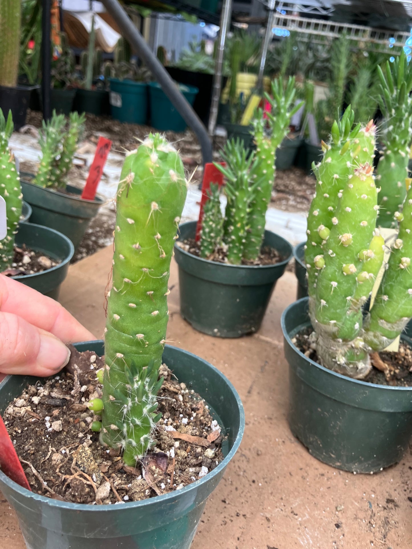 Austrocylindropuntia Cactus Gumbi Mini Eve's Needle 4.5"Tall #901R