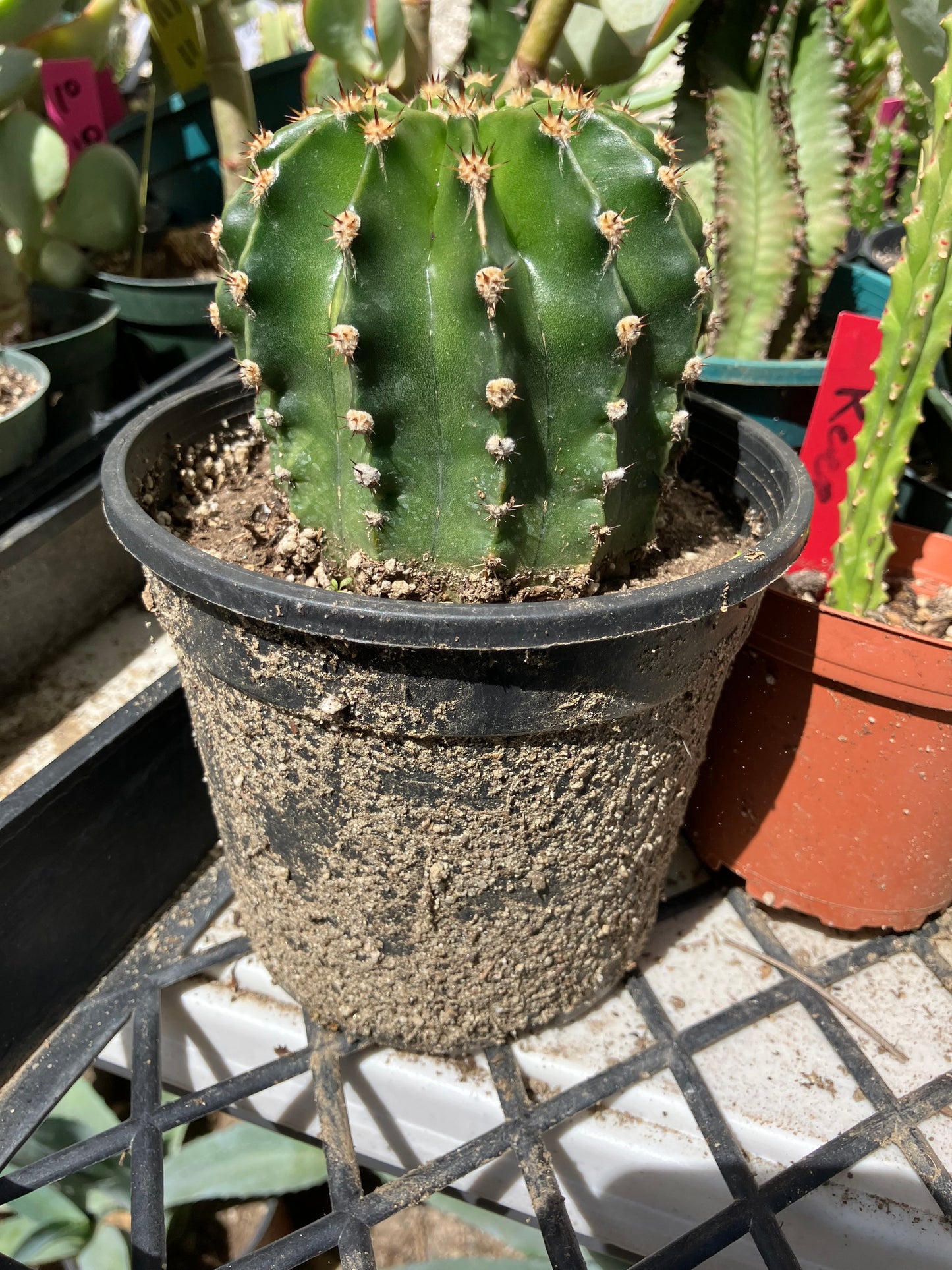 Echinopsis oxygona Salmon Easter Lily 3" Diameter