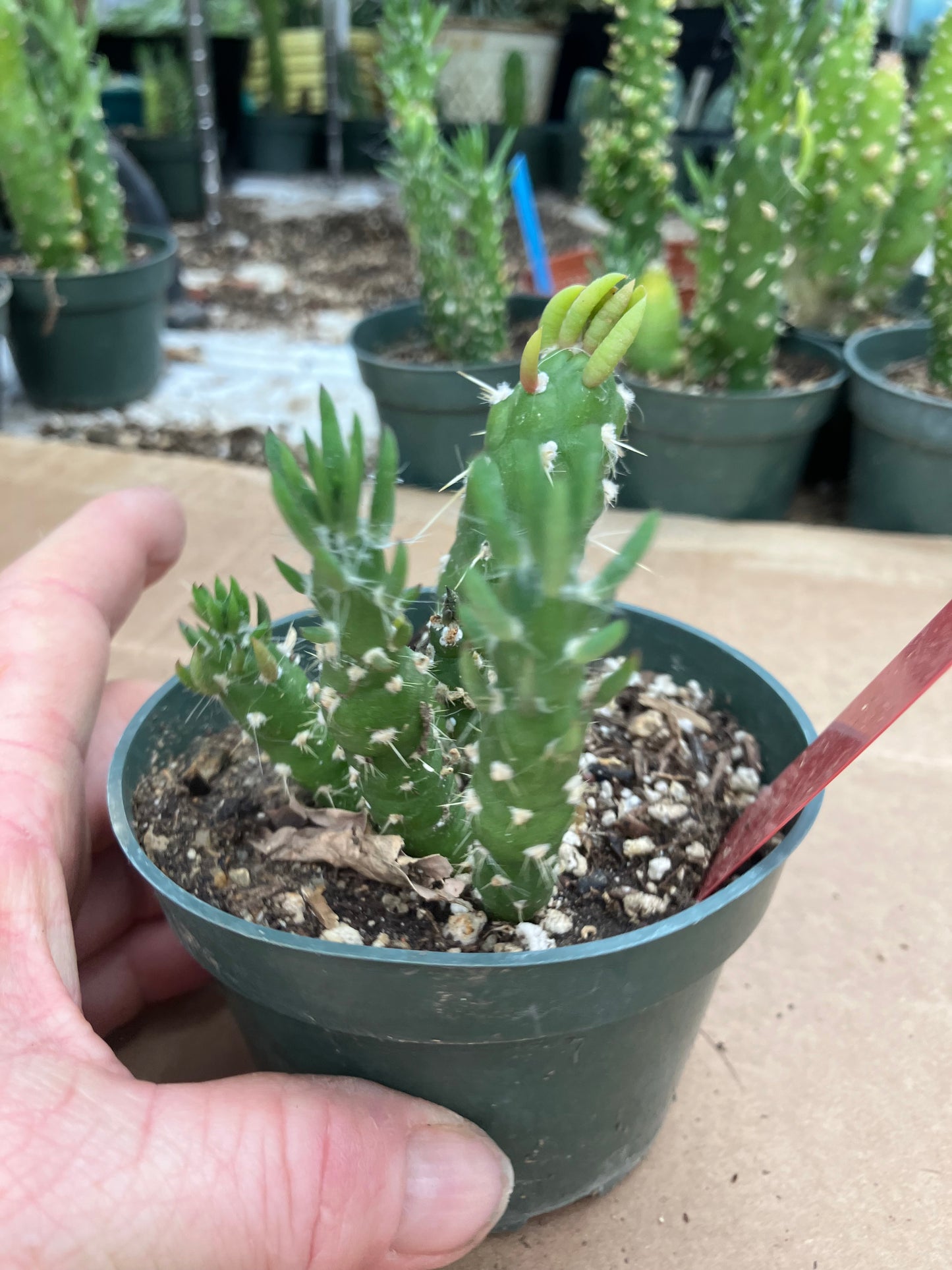 Austrocylindropuntia Cactus Gumbi Mini Eve's Needle 3"Tall #3R