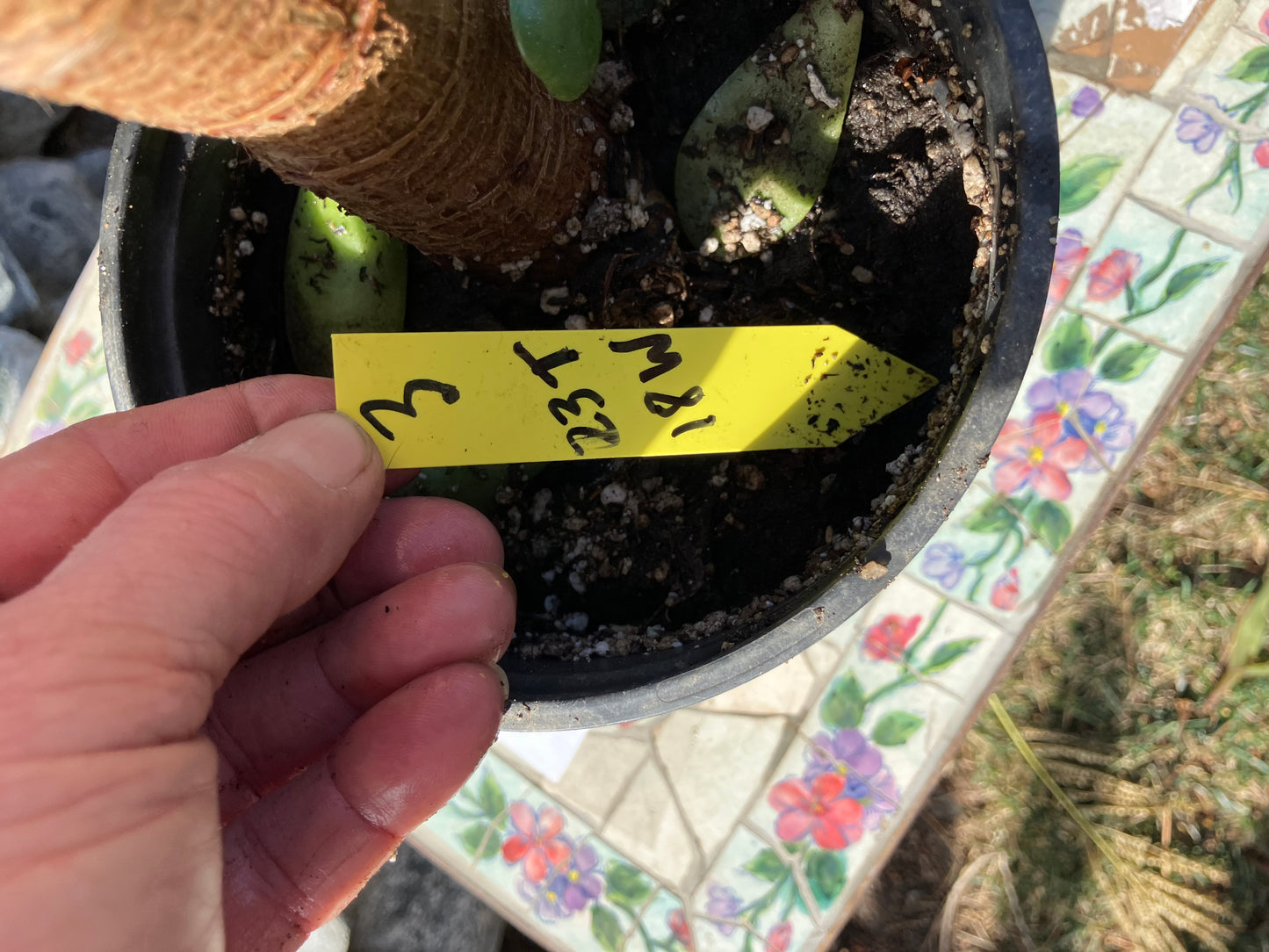 Crassula Ovata Money Jade 23”T 18W #3Y