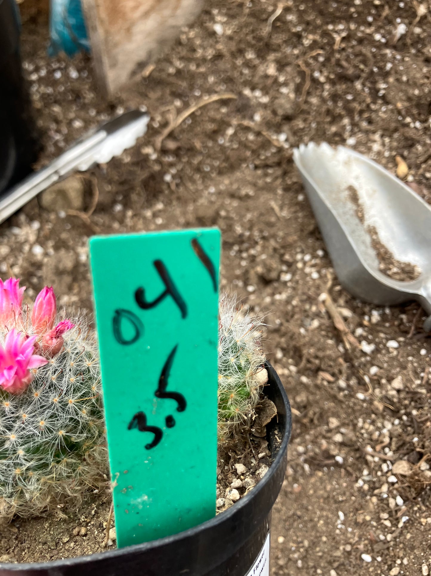 Mammillaria bocasana rosalviflora Powder Puff Cluster 3.5"W #041G"This Plant"