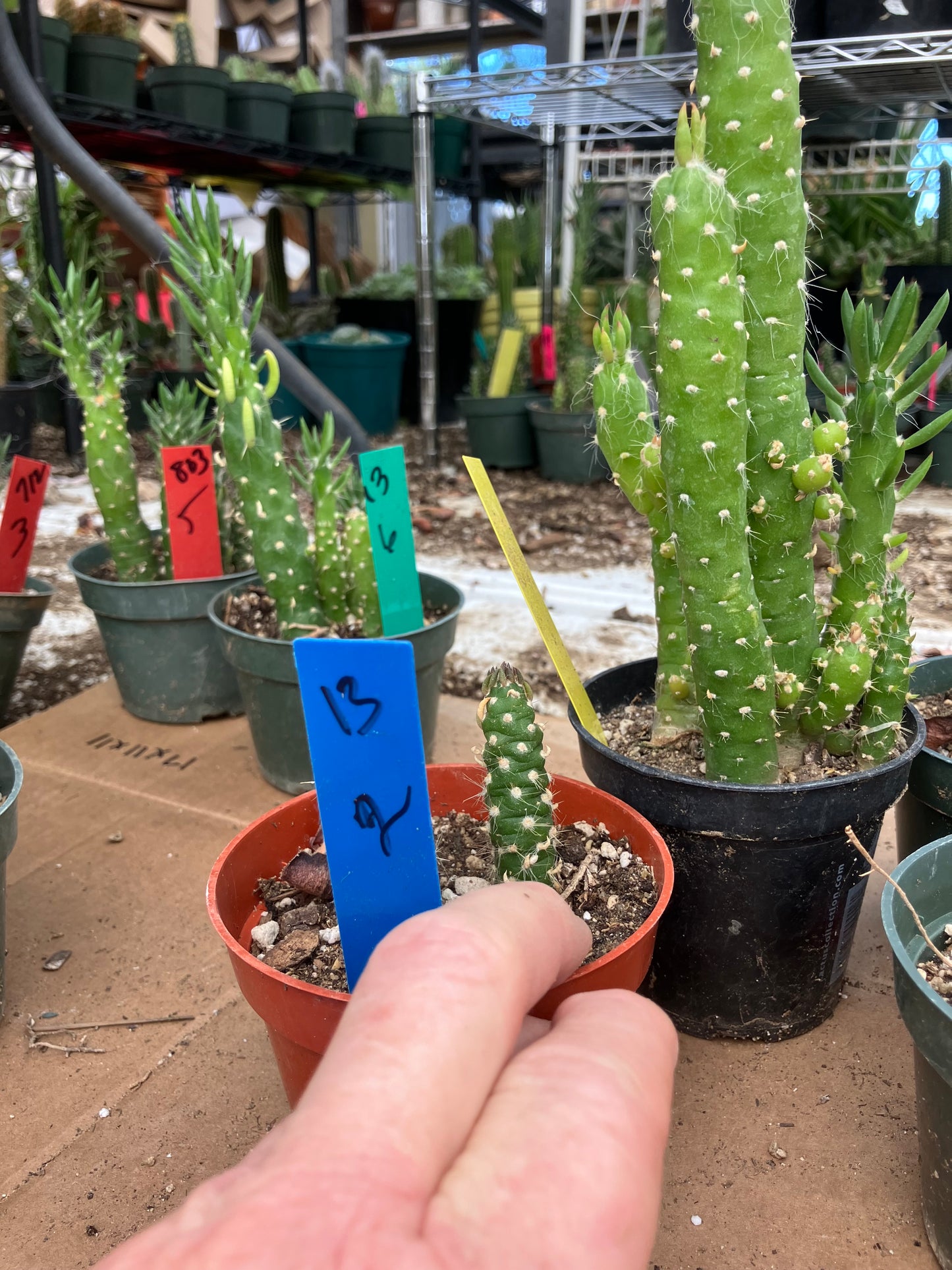 Austrocylindropuntia Cactus Gumbi Mini Eve's Needle 2"Tall #13B