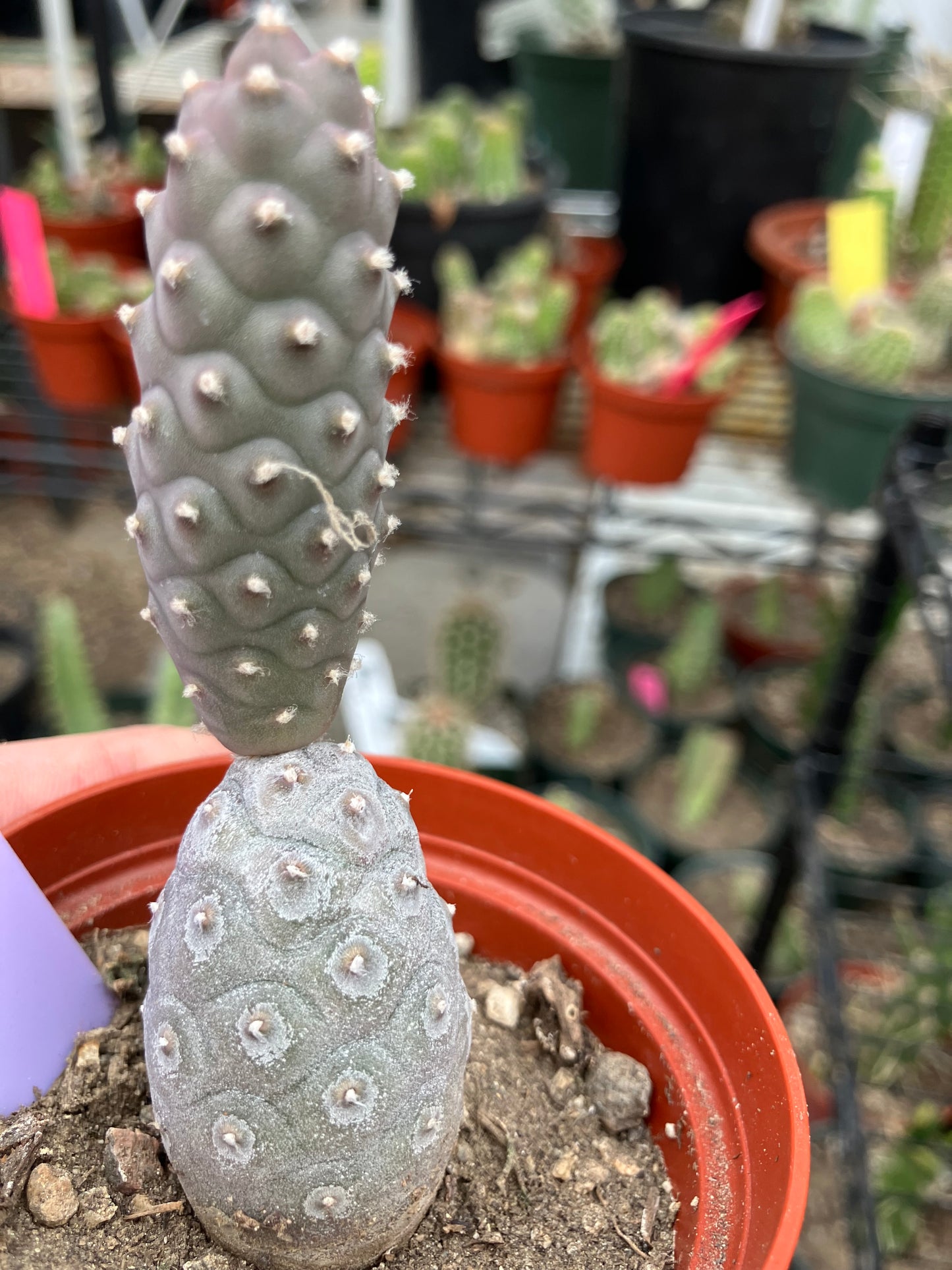 Pine Cone Cactus Tephrocactus~ articulatus var. diadematus Pinecone 3.5”Tall #95Pu
