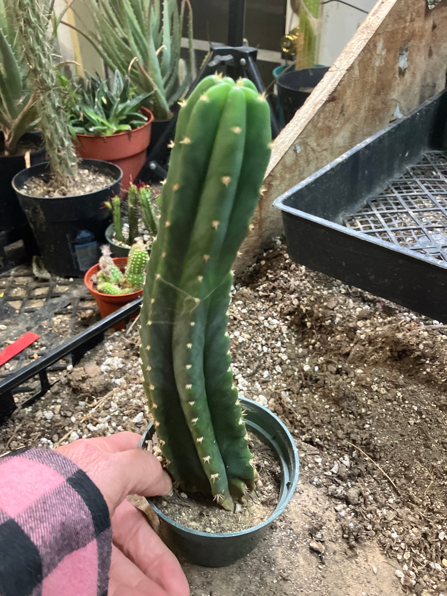 San Pedro Cactus - Trichocereus pachanoi 10"Tall #66B