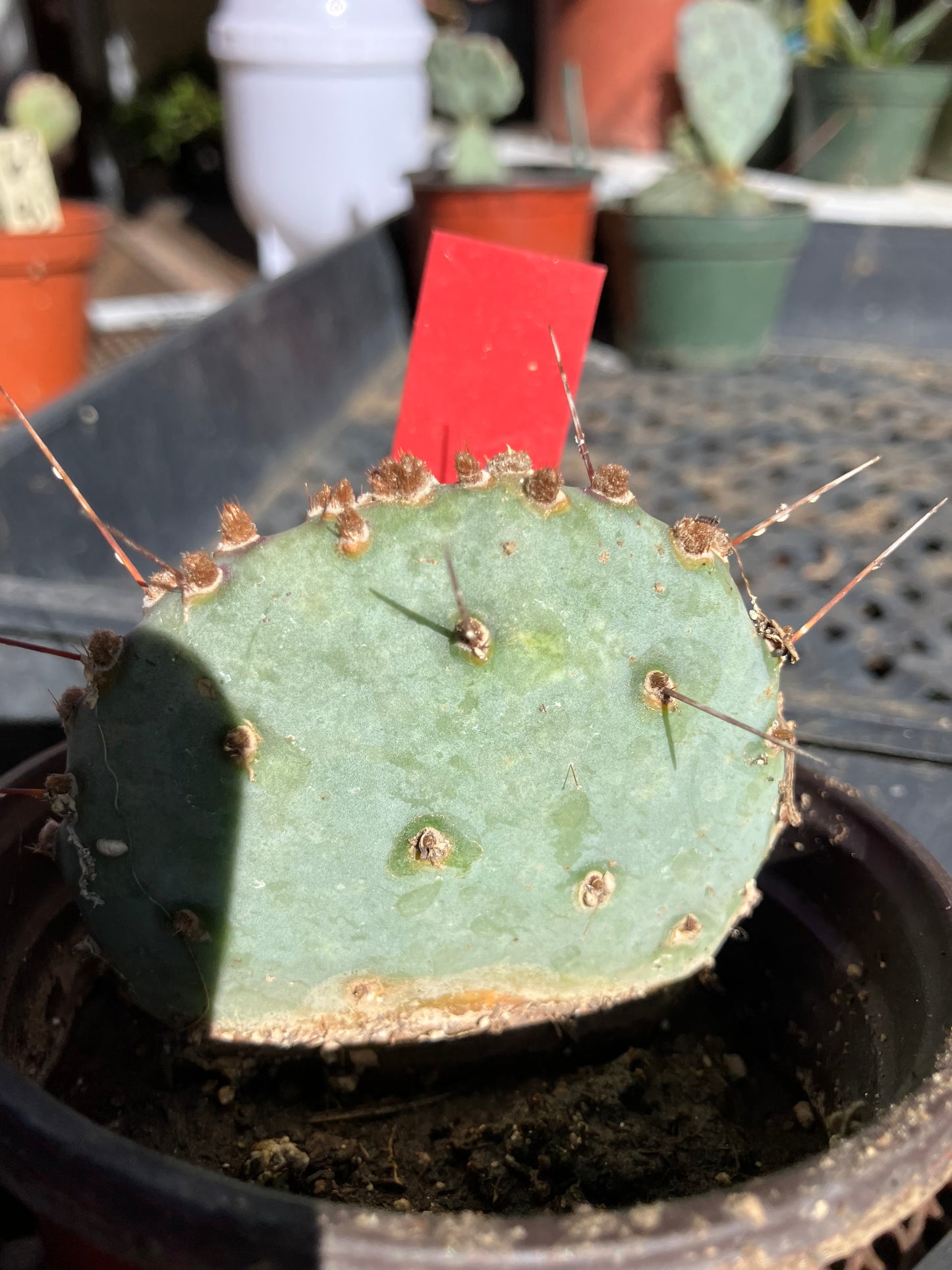 Opuntia Santa Rita Purple Prickly Pear 3”Tall #30R