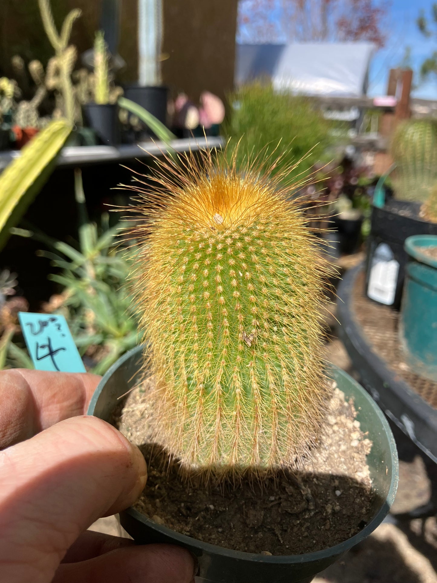 Notocactus leninghausii 4"Tall Cactus #200G