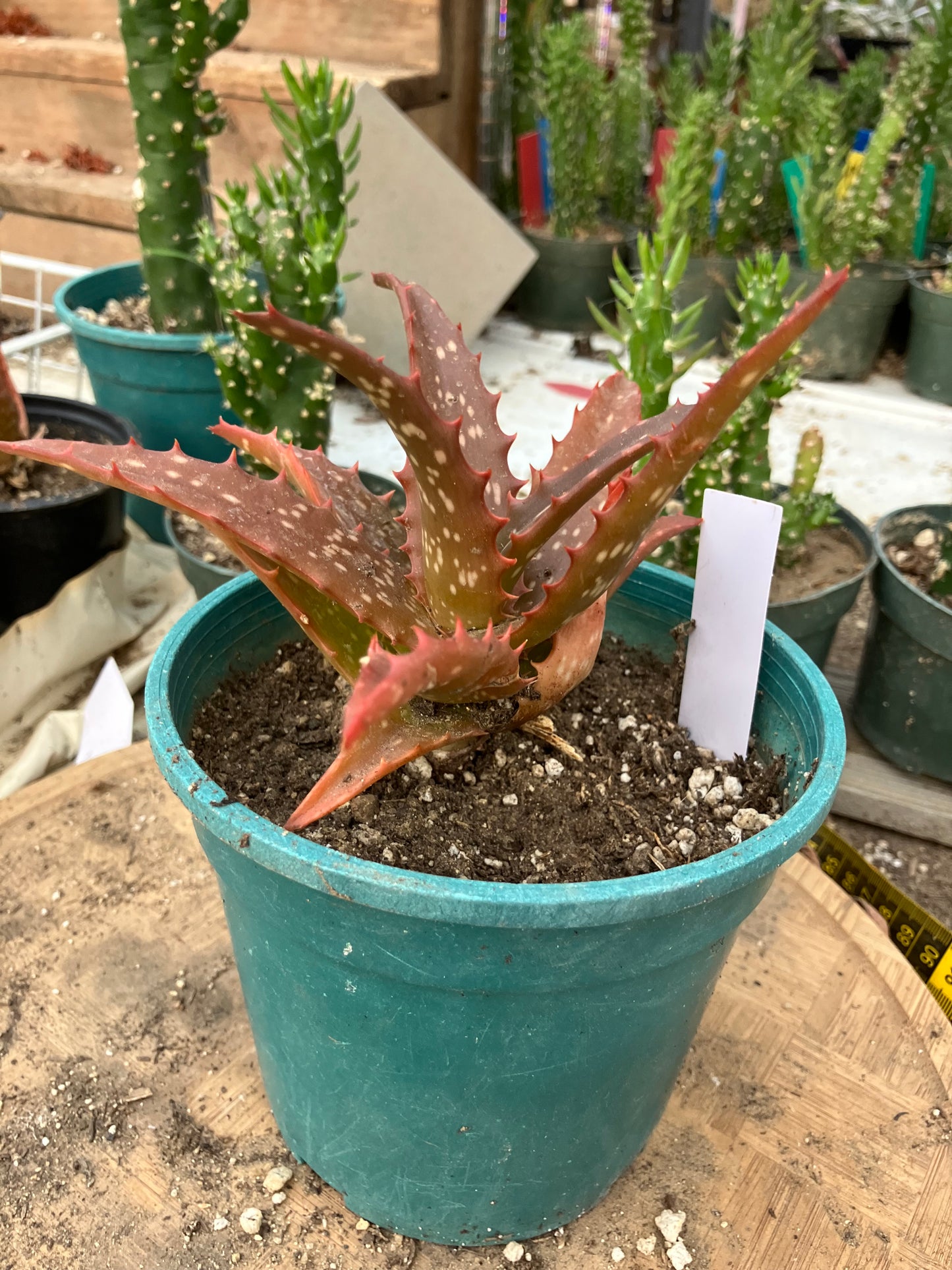 Aloe Hybrid Night Sky Reddens with Extreme temps 6"Wide This Exact Plant #415W