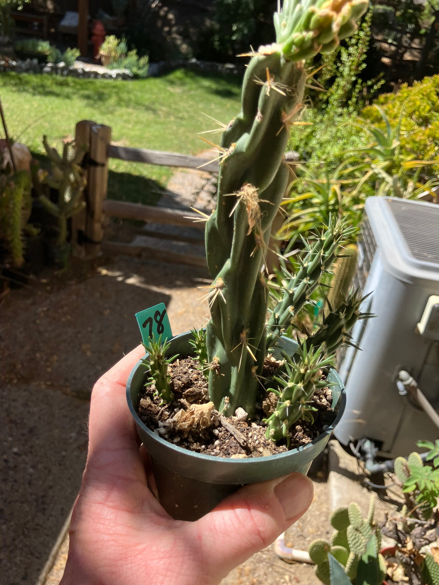 Cholla Cylindropuntia Buckhorn Cactus 9”Tall #78G